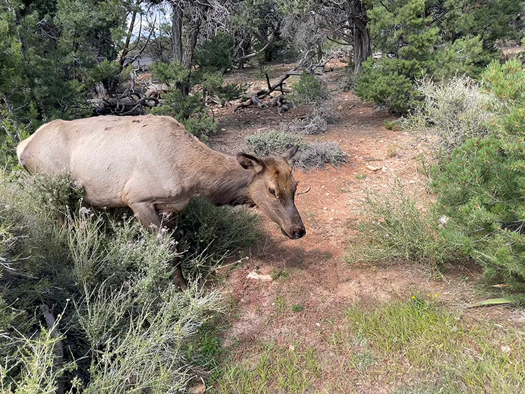 Dieren in de Grand Canyon