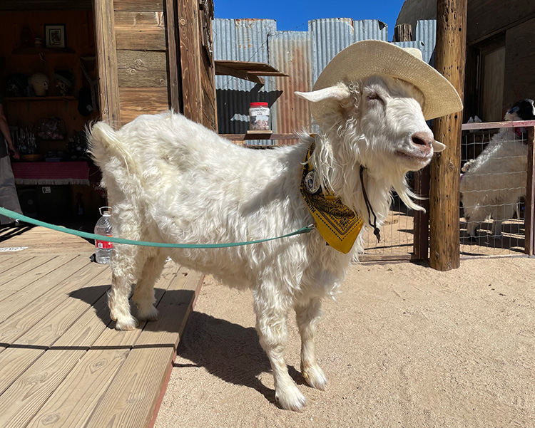 Billy de geit in Pioneertown