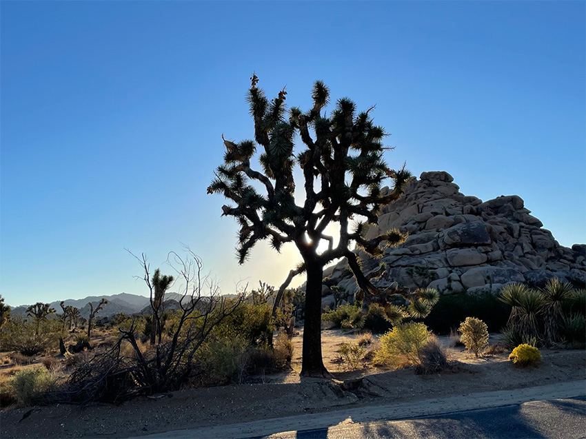 Joshua Tree boom