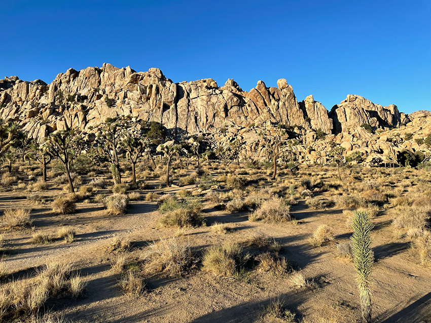 bezienswaardigheden Joshua Tree National Park