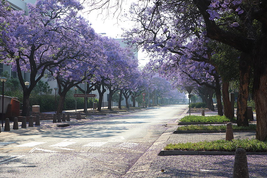 Ontdek rond oktober de jacaranda's