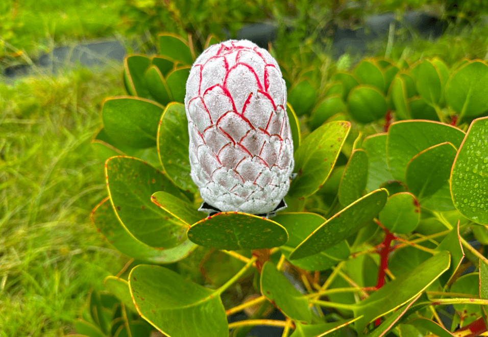 Protea bloem Zuid-Afrika