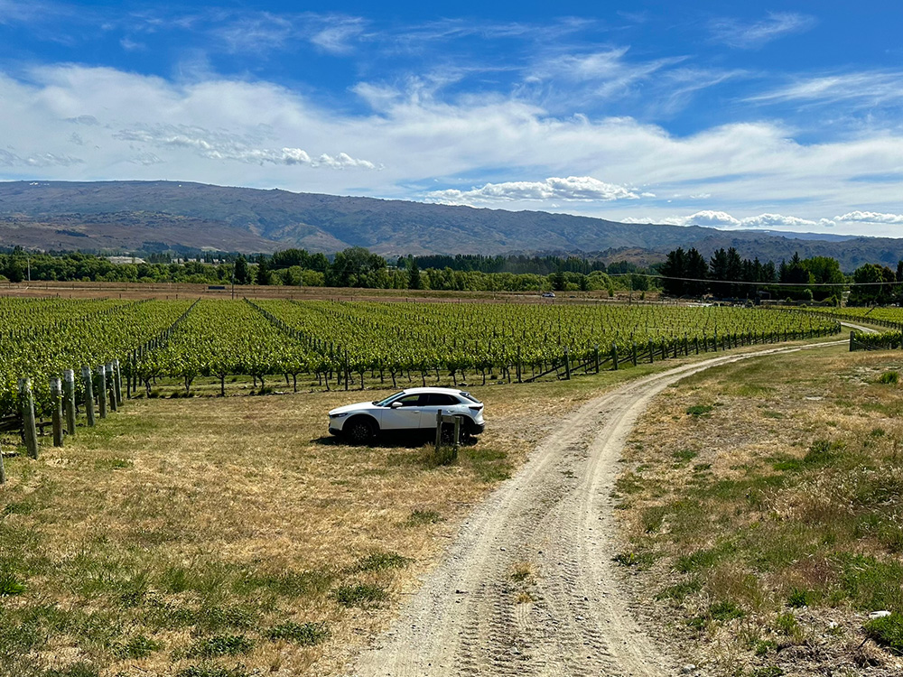 Uitzicht over de wijngaarden van Central Otago Clyde