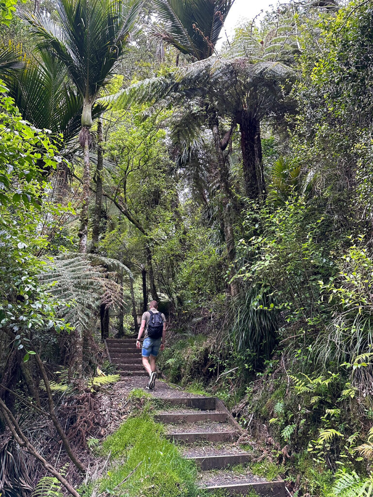 De-Kauri-Grove-Lookout-Walk-1