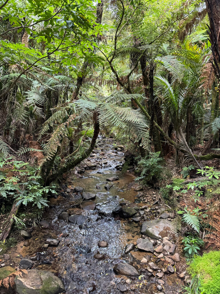 Tropisch wandelen Coromandel