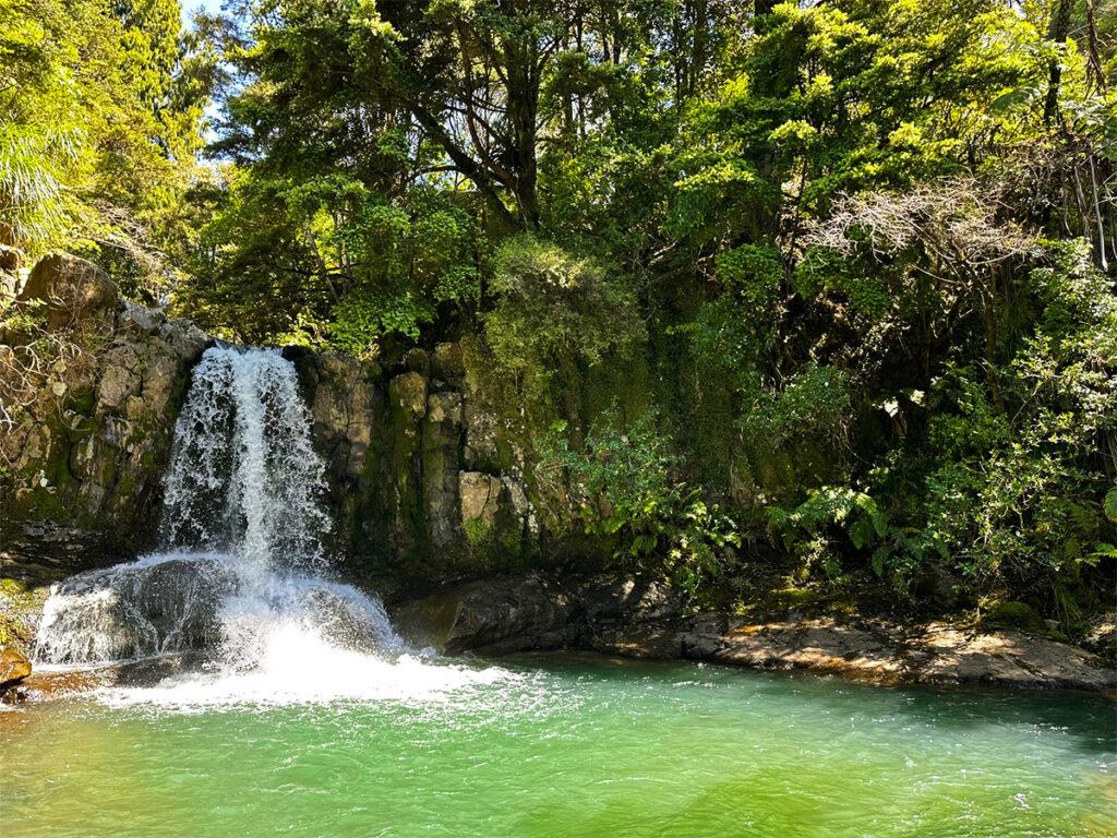 Waiau Kauri Grove & Waterval: de mooiste plek van het Coromandel-schiereiland