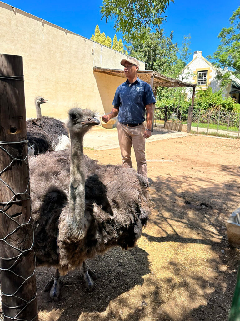 Bezoek een struisvogelboerderij in Oudsthoorn