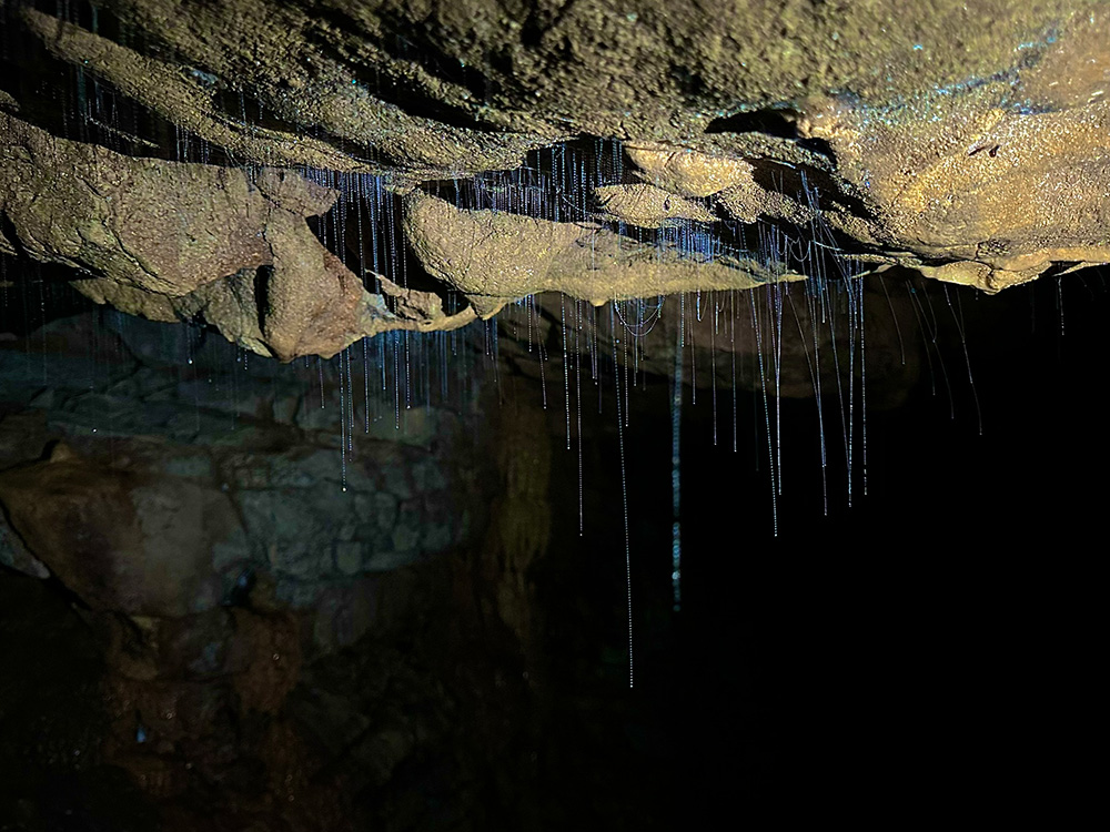 Glow Worms nieuw-zeeland Waitomo van dichtbij