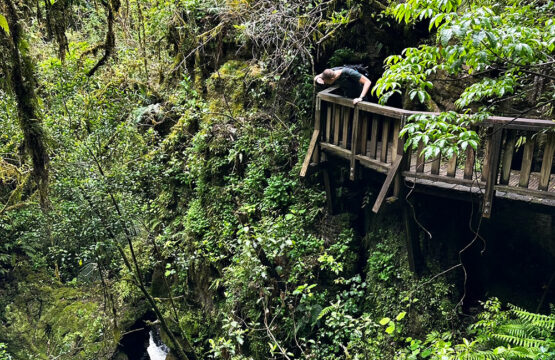 Ruakuri Bushwalk: bos, natuurlijke tunnels & grotten in Waitomo