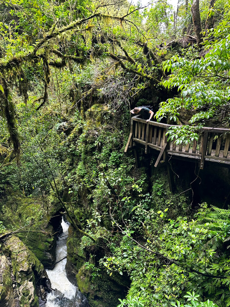 Ruakuri Bushwalk: bos, natuurlijke tunnels & grotten in Waitomo