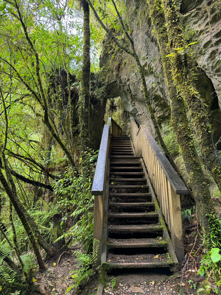 Ruakuri-Bushwalk-wandelen