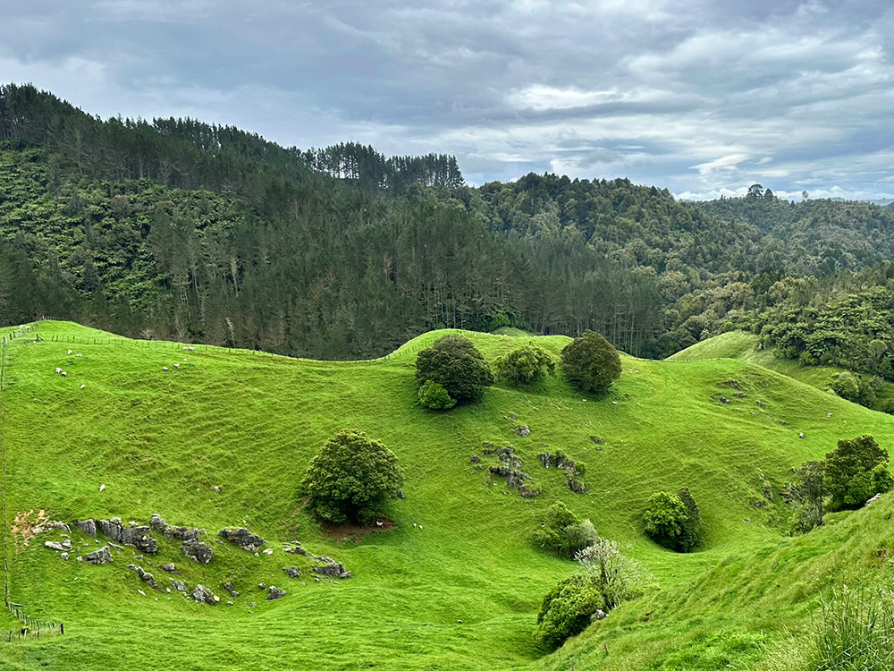 Te Anga Road richting Marokopa Falls Waitomo