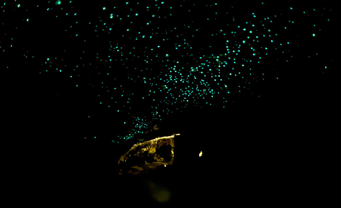 Waitomo Caves vs Spellbound Cave - wat is de mooiste glow worm grot in Nieuw-Zeeland