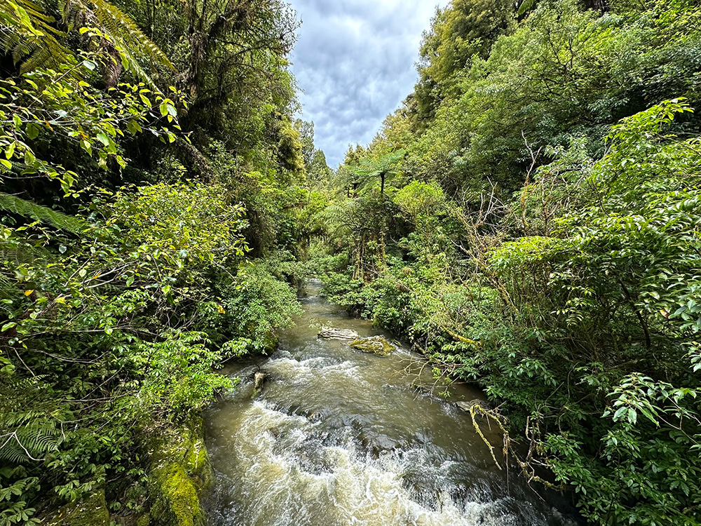 watervallen Ruakuri Bushwalk wandelen