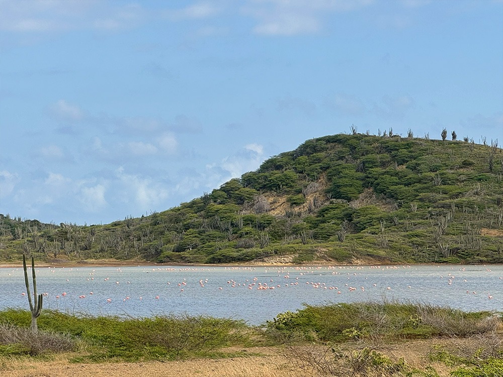 Flamingo's spotten bonaire