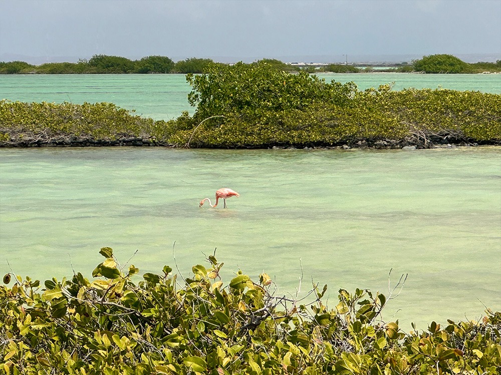 Flamingos spotten bonaire