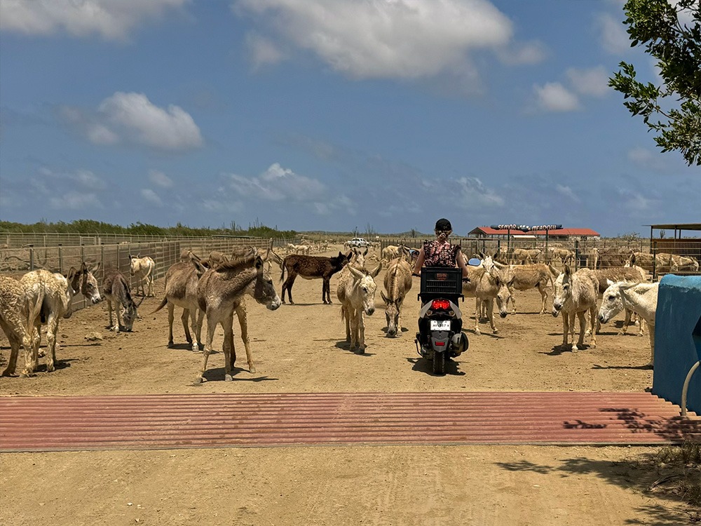 Met de scooter door de ezelopvang bonaire