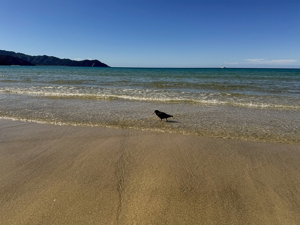 Wandelen bij Abel Tasman Coast Track