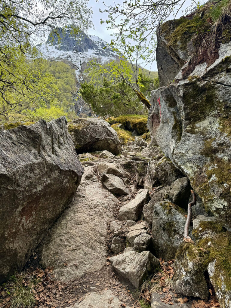 Je hike naar Buarbreen begint in bosrijk gebied